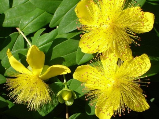 zveroboi-zakaz-lobnya